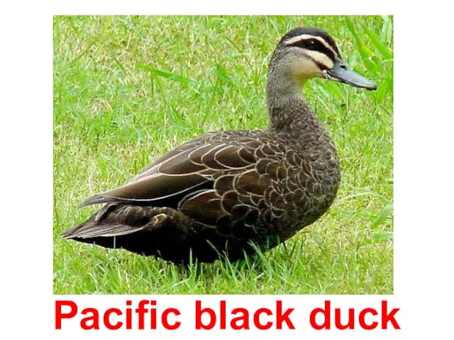 Pacific black duck