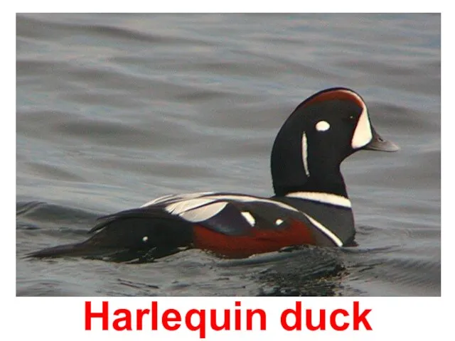 Harlequin duck