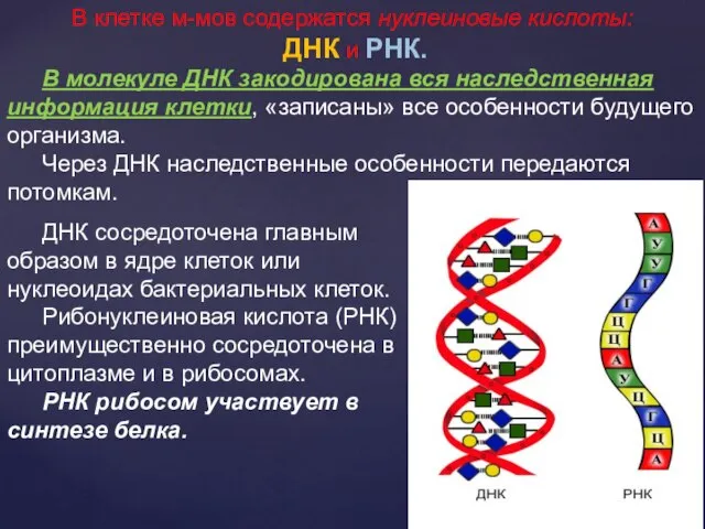 В клетке м-мов содержатся нуклеиновые кислоты: ДНК и РНК. В молекуле ДНК