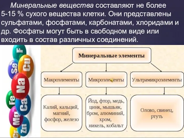 Минеральные вещества составляют не более 5-15 % сухого вещества клетки. Они представлены