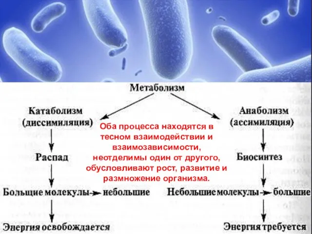 Оба процесса находятся в тесном взаимодействии и взаимозависимости, неотделимы один от другого,