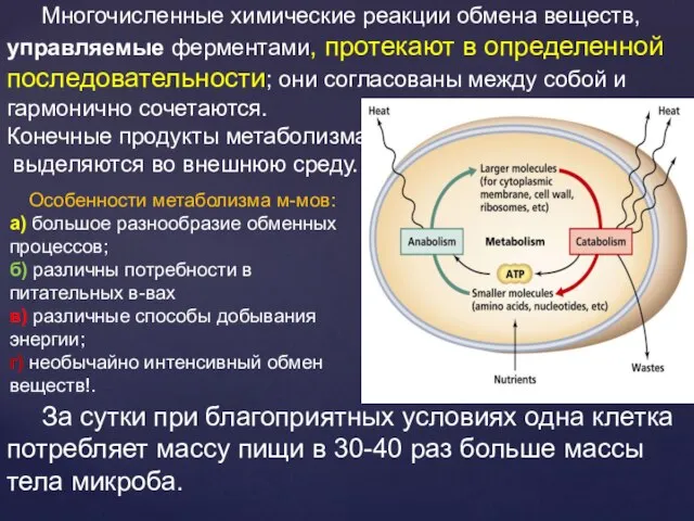 Многочисленные химические реакции обмена веществ, управляемые ферментами, протекают в определенной последовательности; они