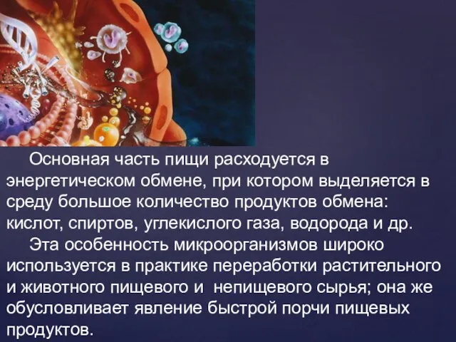 Основная часть пищи расходуется в энергетическом обмене, при котором выделяется в среду