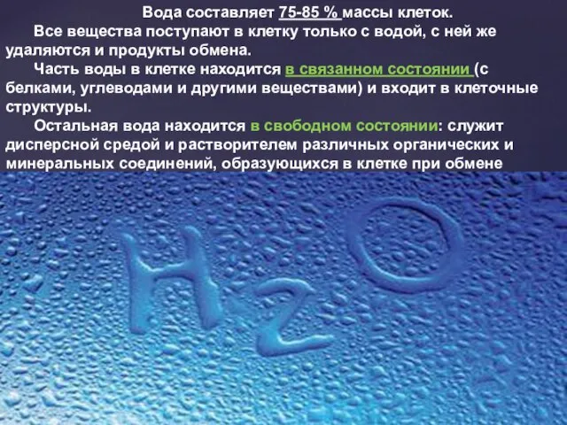 Вода составляет 75-85 % массы клеток. Все вещества поступают в клетку только