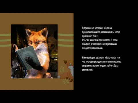 В привычных условиях обитания продолжительность жизни лисицы редко превышает 7 лет. Обычно