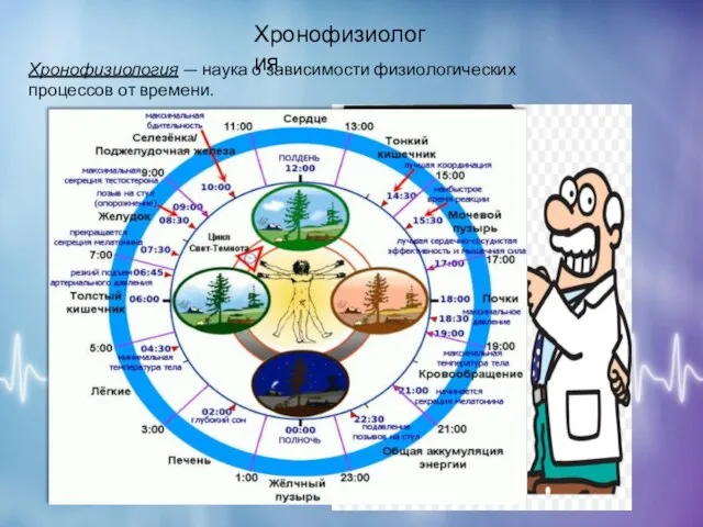 Хронофизиология Хронофизиология — наука о зависимости физиологических процессов от времени.