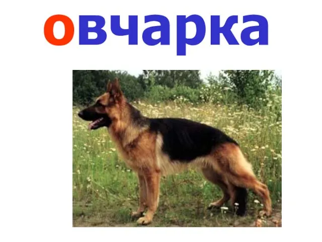 овчарка