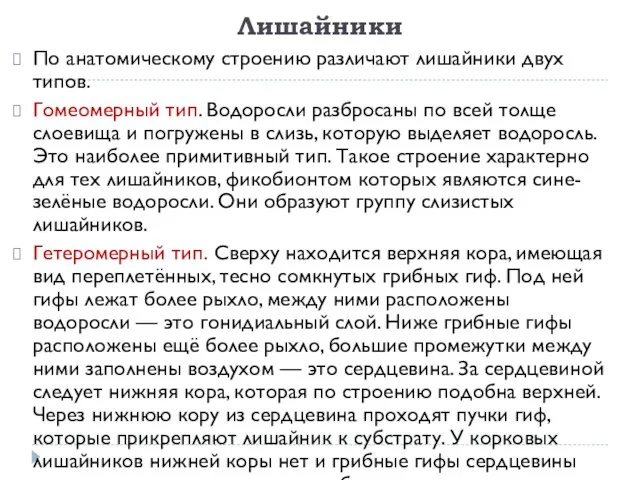 Лишайники По анатомическому строению различают лишайники двух типов. Гомеомерный тип. Водоросли разбросаны