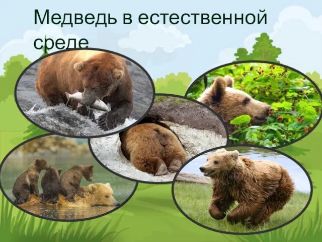 Медведь в естественной среде
