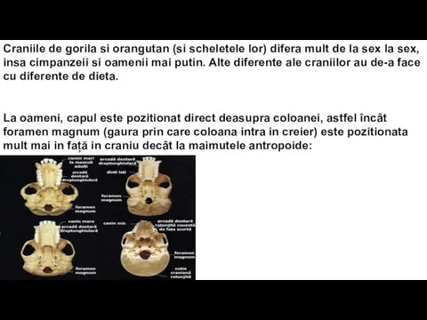 Craniile de gorila si orangutan (si scheletele lor) difera mult de la