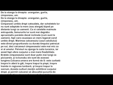 De la stanga la dreapta: orangutan, gorila, cimpanzeu, om. De la stanga