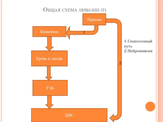 Общая схема инвазии пз Кишечник Кровь и лимфа ГЭБ ЦНС Прионы 1 2 1-Гематогенный путь 2-Нейроинвазия