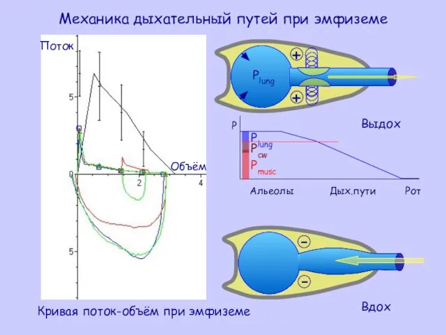 Механика дыхательный путей при эмфиземе