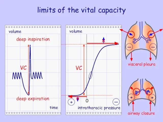 limits of the vital capacity