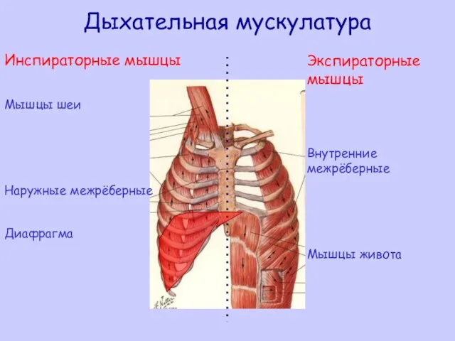 Дыхательная мускулатура Инспираторные мышцы Мышцы шеи Наружные межрёберные Диафрагма Экспираторные мышцы Внутренние межрёберные Мышцы живота