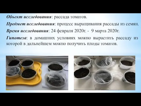 Объект исследования: рассада томатов. Предмет исследования: процесс выращивания рассады из семян. Время