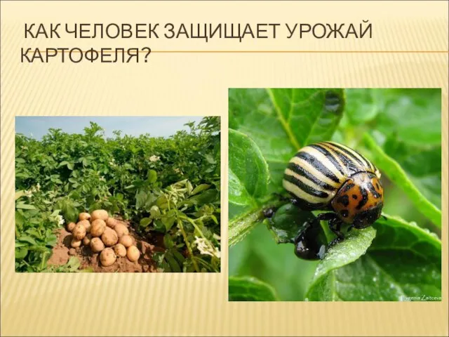 КАК ЧЕЛОВЕК ЗАЩИЩАЕТ УРОЖАЙ КАРТОФЕЛЯ?