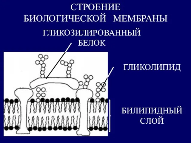 СТРОЕНИЕ БИОЛОГИЧЕСКОЙ МЕМБРАНЫ БИЛИПИДНЫЙ СЛОЙ ГЛИКОЛИПИД ГЛИКОЗИЛИРОВАННЫЙ БЕЛОК