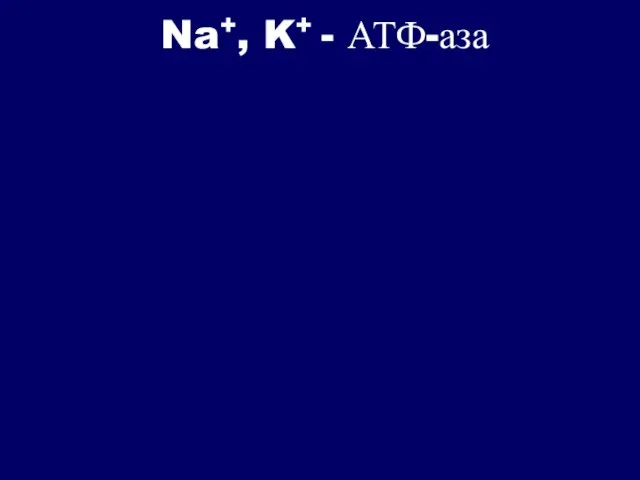 Na+, K+ - АТФ-аза