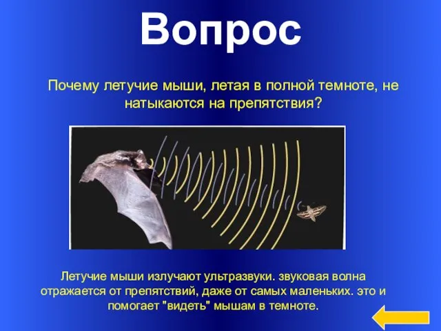 Вопрос Почему летучие мыши, летая в полной темноте, не натыкаются на препятствия?