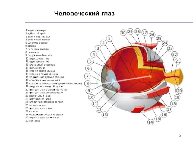 Человеческий глаз 1:задняя камера 2:зубчатый край 3:ресничная мышца 4:ресничный поясок 5:Шлеммов канал