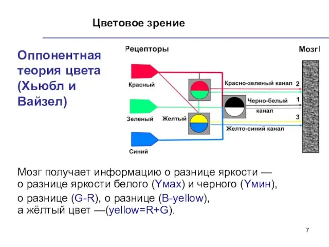 Цветовое зрение Оппонентная теория цвета (Хьюбл и Вайзел) Мозг получает информацию о