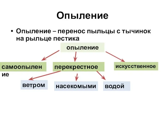 Опыление – перенос пыльцы с тычинок на рыльце пестика Опыление опыление самоопыление