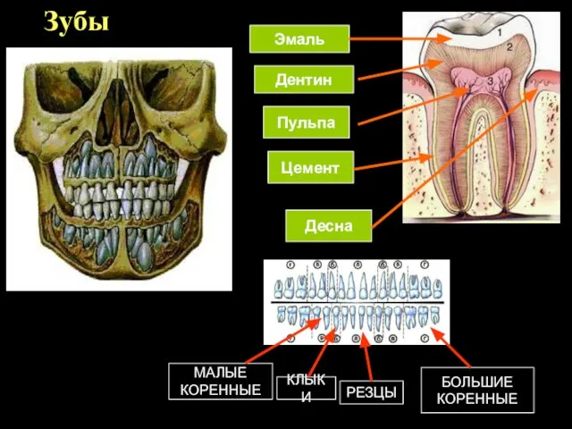 Зубы Эмаль Дентин Пульпа Цемент Десна РЕЗЦЫ КЛЫКИ МАЛЫЕ КОРЕННЫЕ БОЛЬШИЕ КОРЕННЫЕ