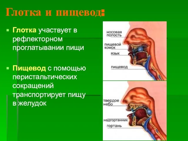 Глотка и пищевод: Глотка участвует в рефлекторном проглатывании пищи Пищевод с помощью