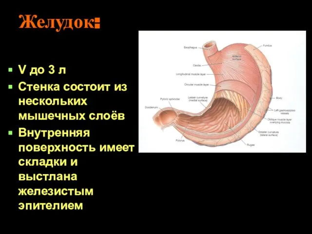 Желудок: V до 3 л Стенка состоит из нескольких мышечных слоёв Внутренняя