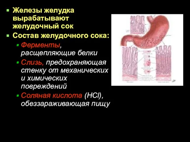 Железы желудка вырабатывают желудочный сок Состав желудочного сока: Ферменты, расщепляющие белки Слизь,