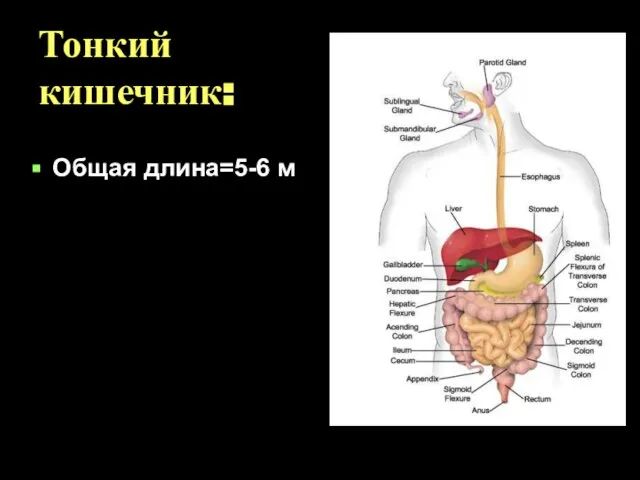 Тонкий кишечник: Общая длина=5-6 м