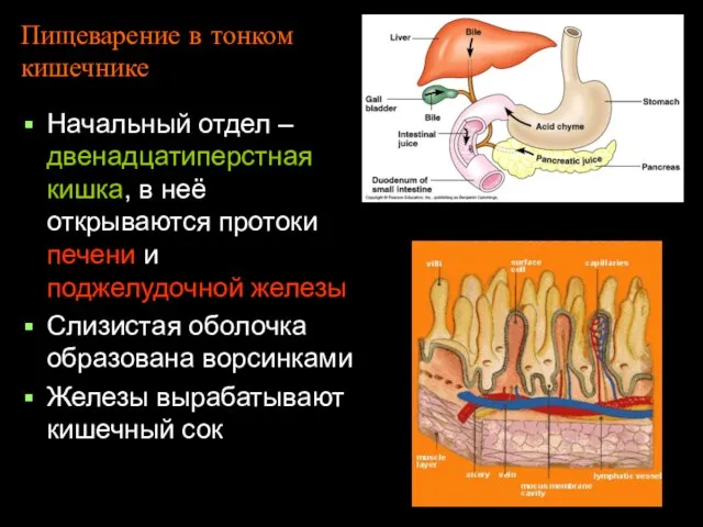 Пищеварение в тонком кишечнике Начальный отдел – двенадцатиперстная кишка, в неё открываются