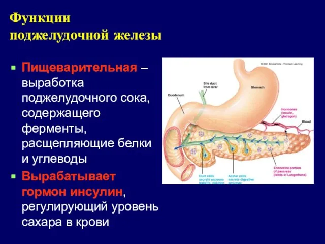 Функции поджелудочной железы Пищеварительная – выработка поджелудочного сока, содержащего ферменты, расщепляющие белки