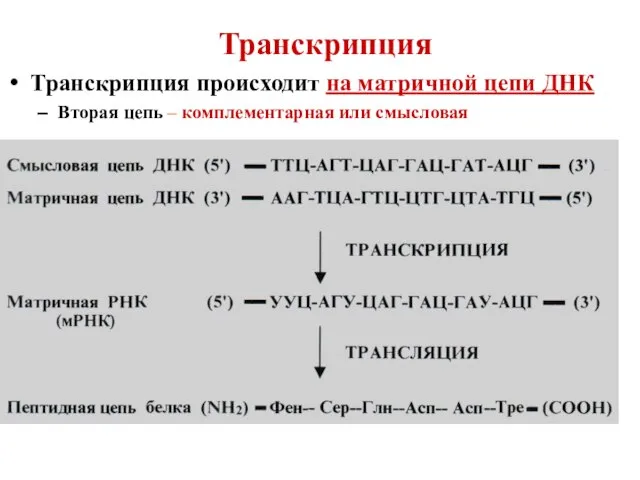 Транскрипция Транскрипция происходит на матричной цепи ДНК Вторая цепь – комплементарная или смысловая