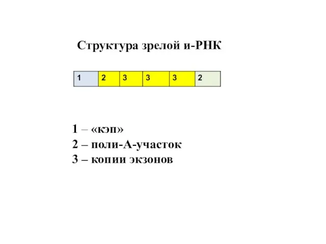 Структура зрелой и-РНК 1 – «кэп» 2 – поли-А-участок 3 – копии экзонов