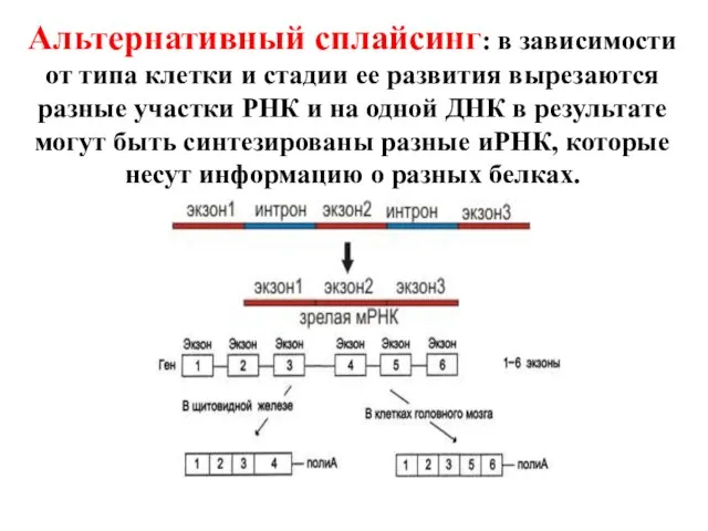 Альтернативный сплайсинг: в зависимости от типа клетки и стадии ее развития вырезаются