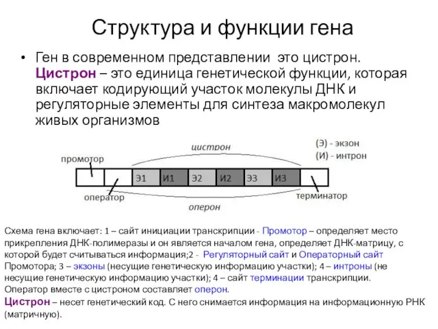 Структура и функции гена Ген в современном представлении это цистрон. Цистрон –