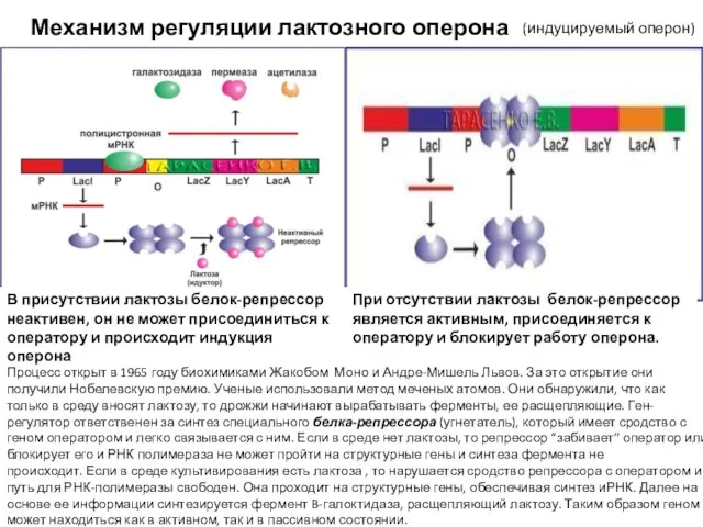 Механизм регуляции лактозного оперона В присутствии лактозы белок-репрессор неактивен, он не может