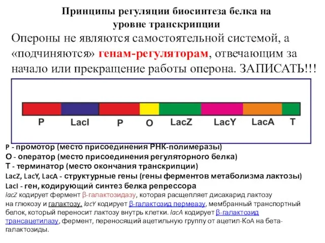 P - промотор (место присоединения РНК-полимеразы) О - оператор (место присоединения регуляторного