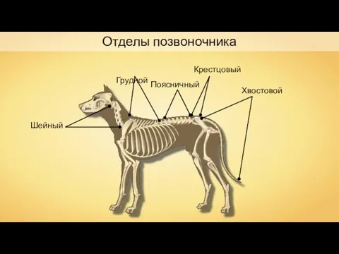 Шейный Отделы позвоночника Грудной Поясничный Крестцовый Хвостовой