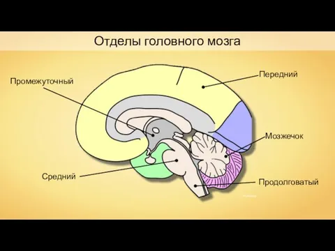 Передний Средний Промежуточный Продолговатый Мозжечок Отделы головного мозга NEUROtiker
