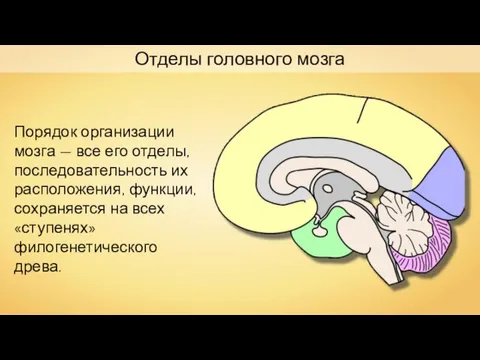 Отделы головного мозга Порядок организации мозга — все его отделы, последовательность их