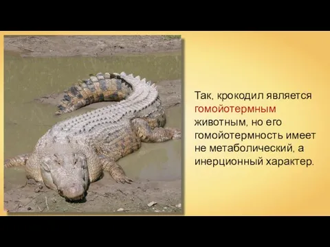 Так, крокодил является гомойотермным животным, но его гомойотермность имеет не метаболический, а инерционный характер.