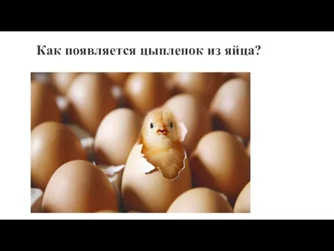 Как появляется цыпленок из яйца?