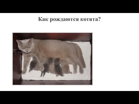 Как рождаются котята?
