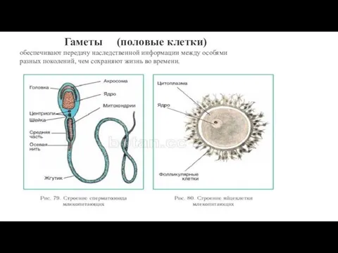 Гаметы (половые клетки) обеспечивают передачу наследственной информации между особями разных поколений, чем сохраняют жизнь во времени.