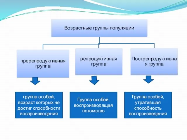 группа особей, возраст которых не достиг способности воспроизведения Группа особей, воспроизводящая потомство