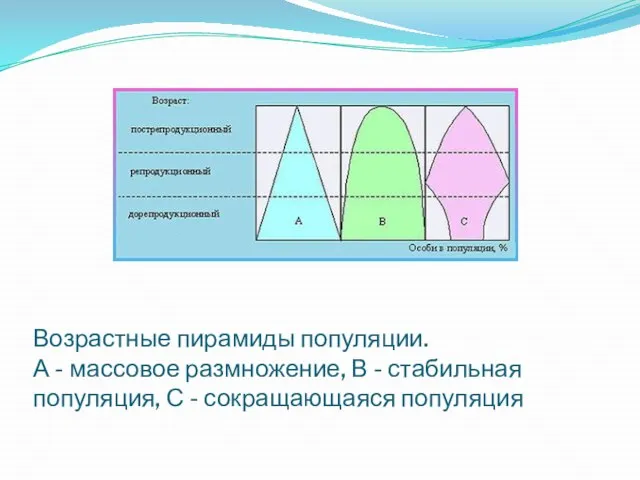 Возрастные пирамиды популяции. А - массовое размножение, В - стабильная популяция, С - сокращающаяся популяция