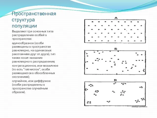 Пространственная структура популяции Выделяют три основных типа распределения особей в пространстве: единообразное